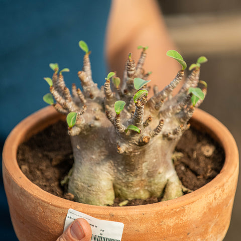 Simegarden Adenium arabicum