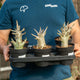 Simegarden Adenium arabicum 12 cm