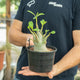 Simegarden Adenium arabicum 15 cm - esemplare