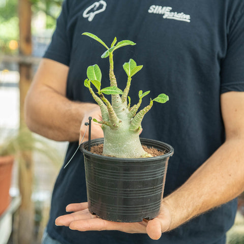 Simegarden Adenium arabicum 15 cm - esemplare