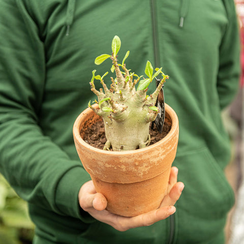 Simegarden Adenium arabicum 17 cm