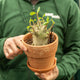 Simegarden Adenium arabicum 17 cm