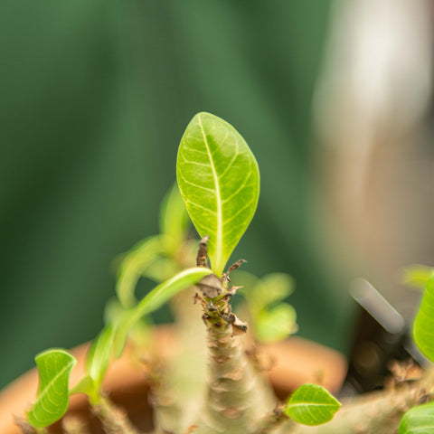 Simegarden Adenium arabicum 17 cm
