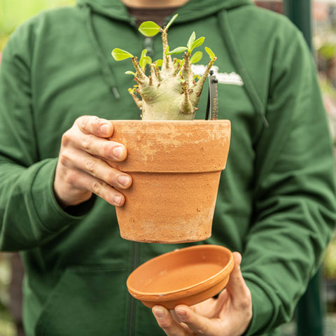 Simegarden Adenium arabicum 17 cm