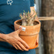 Simegarden Adenium arabicum 20 cm - Terracotta