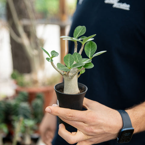 Simegarden Adenium arabicum 7.5 cm - NUOVO