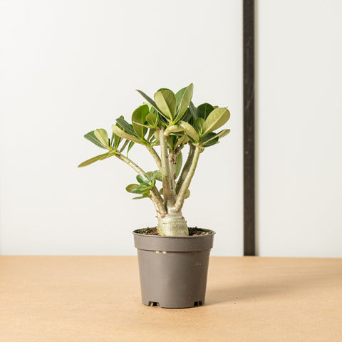 Simegarden Adenium obesum