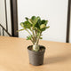 Simegarden Adenium obesum