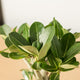 Simegarden Adenium obesum