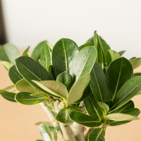 Simegarden Adenium obesum