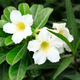 Simegarden Adenium obesum bianco / 12 cm