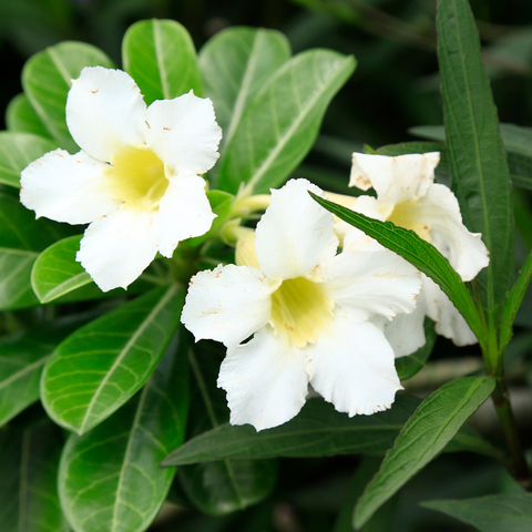 Simegarden Adenium obesum bianco / 12 cm