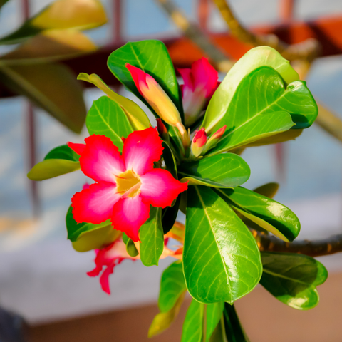 Simegarden Adenium obesum rosso / 14 cm