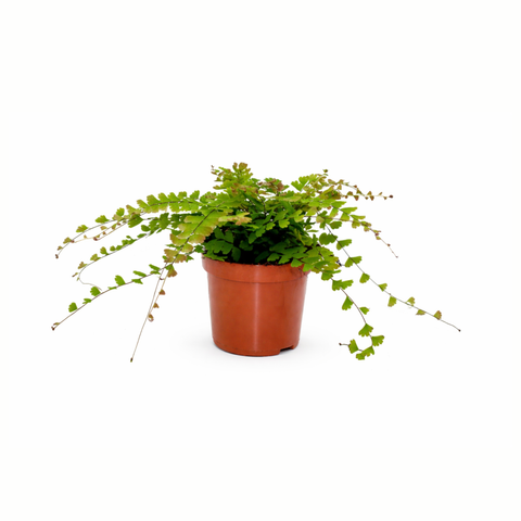 Simegarden Adiantum caudatum 12 cm