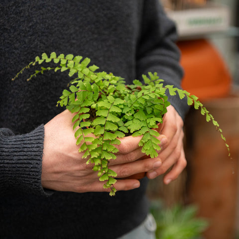 Simegarden Adiantum caudatum 12 cm