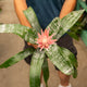 Simegarden Aechmea 15 cm