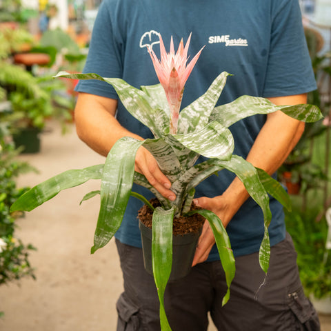 Simegarden Aechmea 15 cm