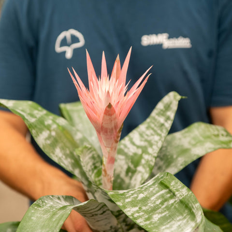 Simegarden Aechmea 15 cm