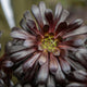 Simegarden Aeonium nero 17 cm
