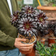 Simegarden Aeonium nero 17 cm