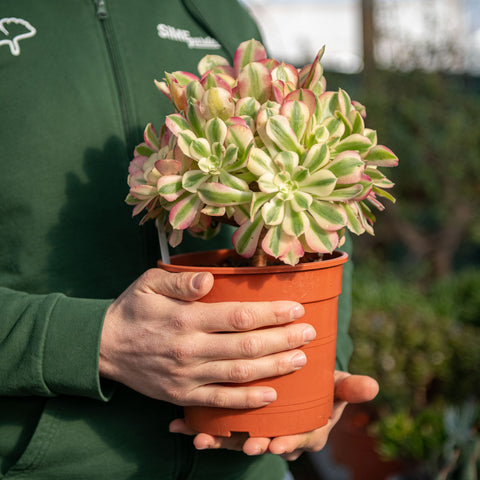 Simegarden Aeonium pink witch 17 cm