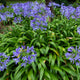 Simegarden Agapanthus africanus blue 24 cm