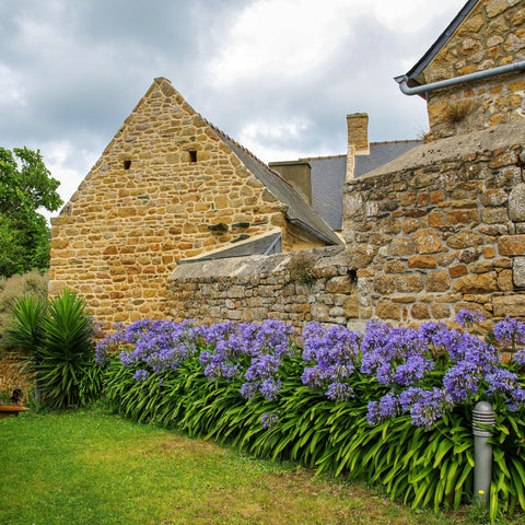 Simegarden Agapanthus africanus blue 24 cm