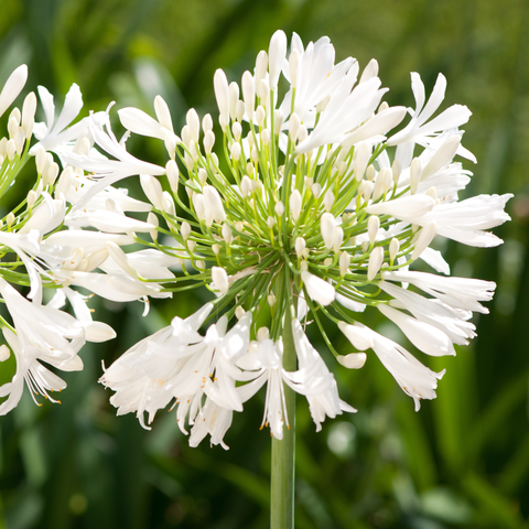 Simegarden Agapanthus bianco albus 25 cm