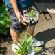 Simegarden Agapanthus fireworks