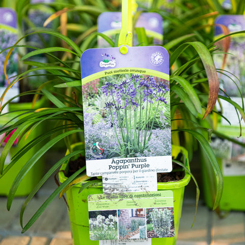 Simegarden Agapanthus poppin purple