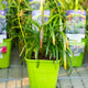 Simegarden Agapanthus poppin purple