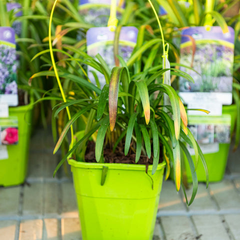 Simegarden Agapanthus poppin purple