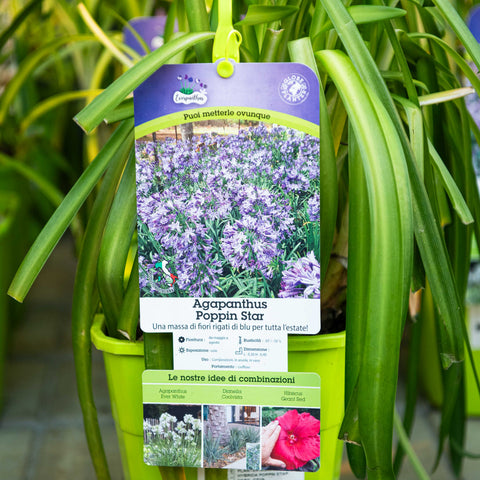 Simegarden Agapanthus poppin star 19 cm