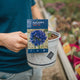 Simegarden Agapanthus precox 21 cm