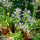 Simegarden Agapanthus summer love blue 24 cm