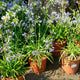 Simegarden Agapanthus summer love blue 24 cm
