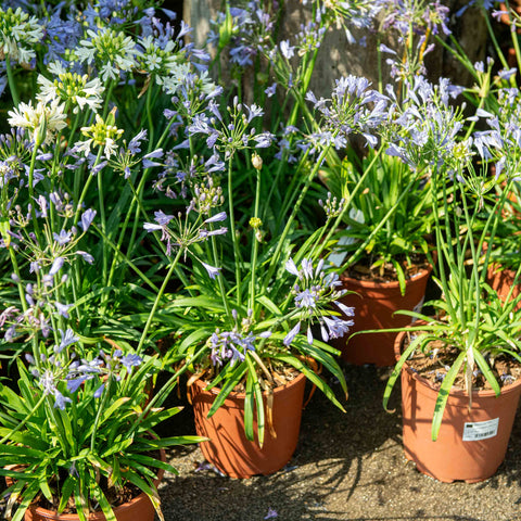 Simegarden Agapanthus summer love blue 24 cm