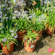 Simegarden Agapanthus summer love blue 24 cm