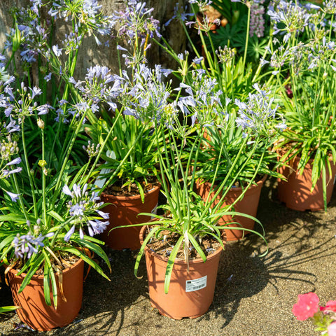 Simegarden Agapanthus summer love blue 24 cm