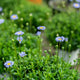 Simegarden Agathea