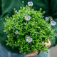 Simegarden Agathea