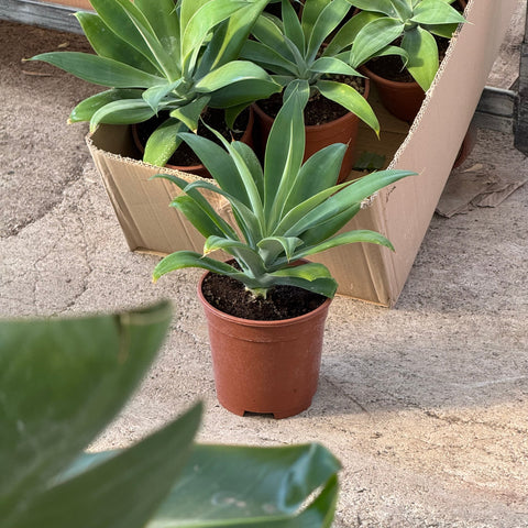 Simegarden Agave attenuata 17 cm