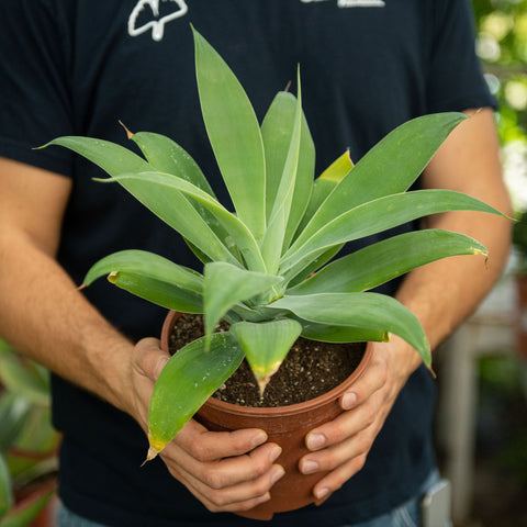 Simegarden Agave attenuata 17 cm