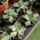 Simegarden Agave potatorum
