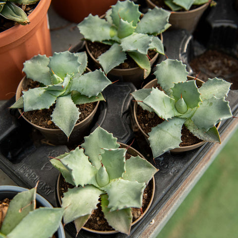 Simegarden Agave potatorum