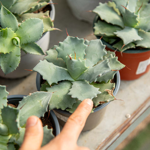 Simegarden Agave potatorum