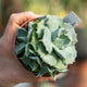 Simegarden Agave potatorum japan 10 cm