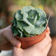 Simegarden Agave potatorum japan 10 cm