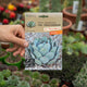 Simegarden Agave potatorum semi