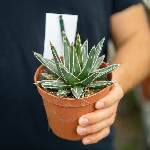 Simegarden Agave victoriae reginae 12 cm